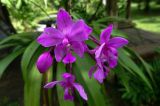 Orchidej - Spathoglottis řasnatá